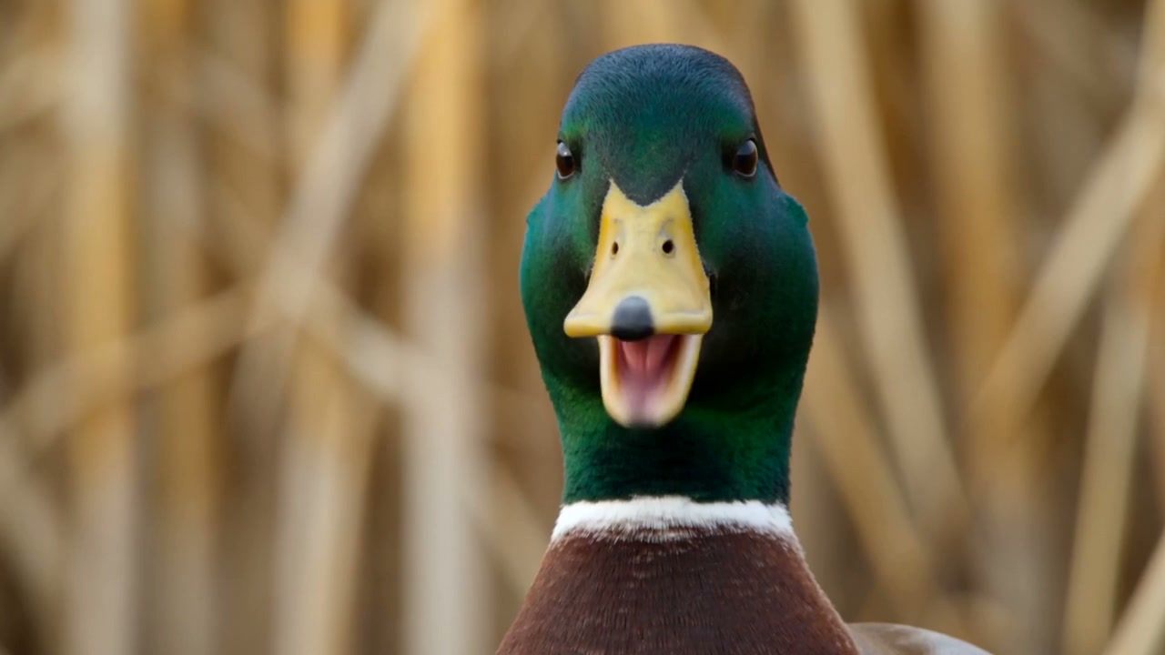 Episode One snippet: the ducks talk back